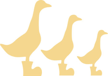 ducks