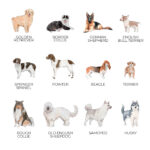 dog-breeds-treat-tin